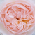 Pink - English rose - Ausreef